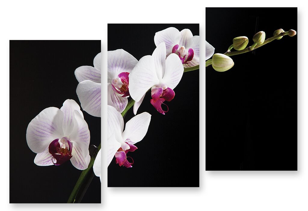Модульная картина 248 "Белая орхидея на черном" фото 1