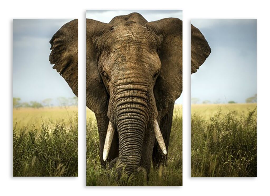 Модульная картина 3449 "Мудрый слон" фото 1