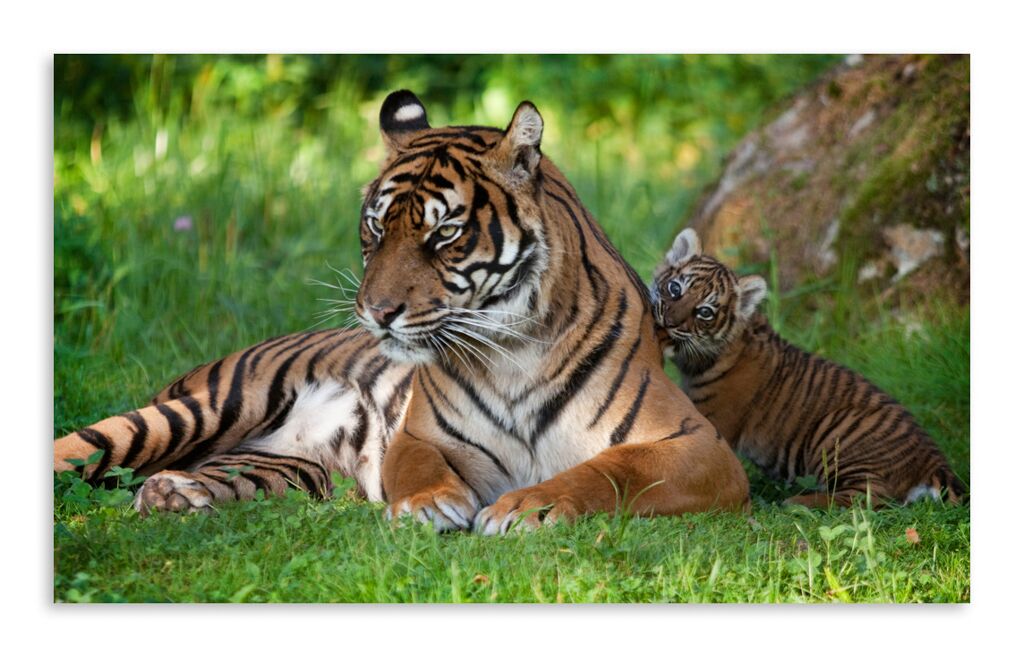 Постер 3252 "Тигрица с тигренком" фото 1