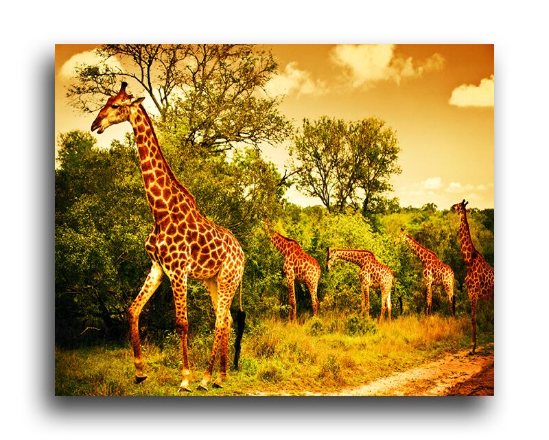 Постер 272 "Жирафы" фото 1