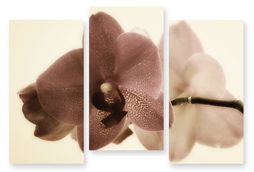 Модульная картина 285 "Орхидея сепия" фото 1