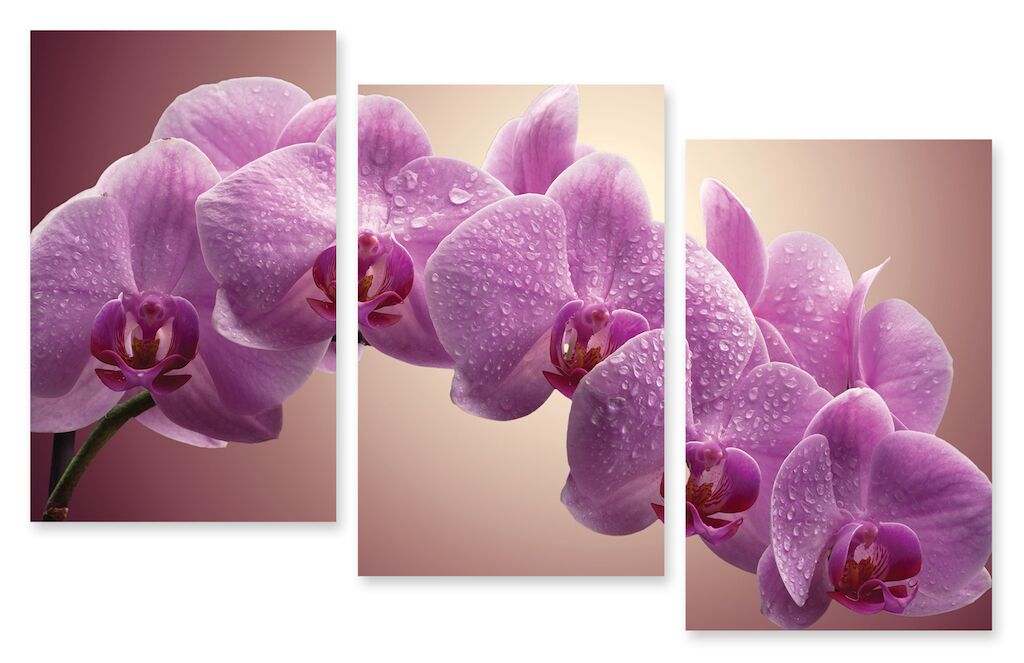 Модульная картина 225 "Розовые орхидеи" фото 1