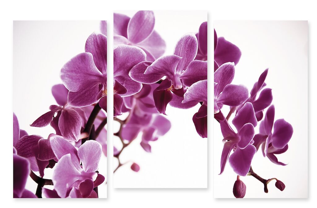 Модульная картина 228 "Фиолетовая орхидея" фото 1