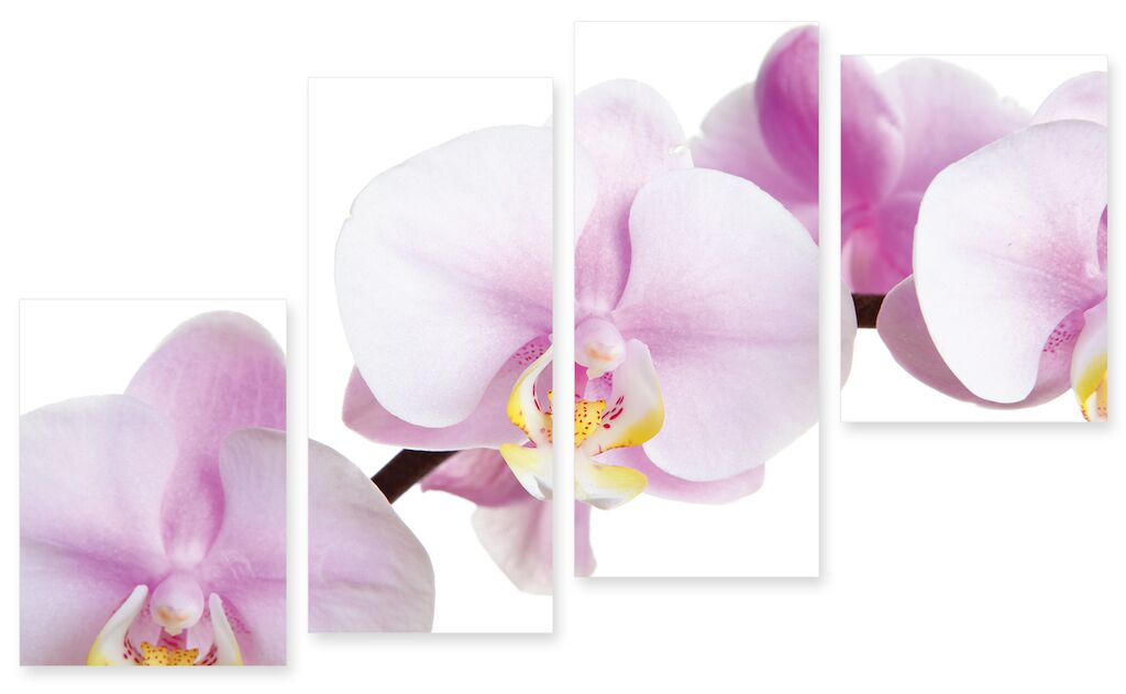 Модульная картина 232 "Розовая орхидея" фото 1