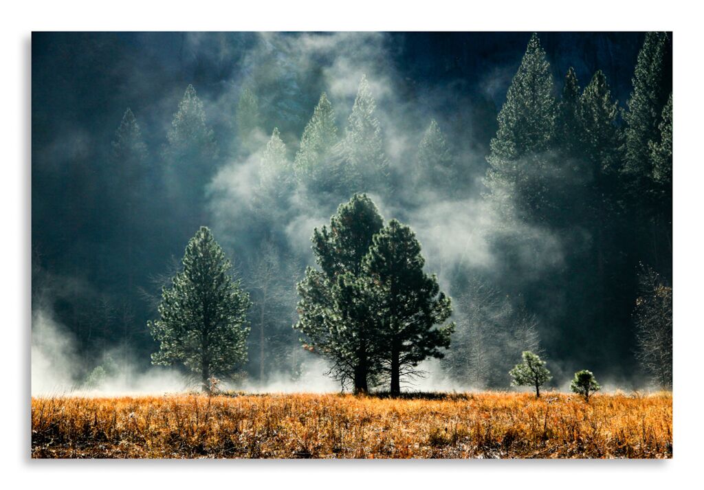 Постер 3045 "Деревья в тумане" фото 1