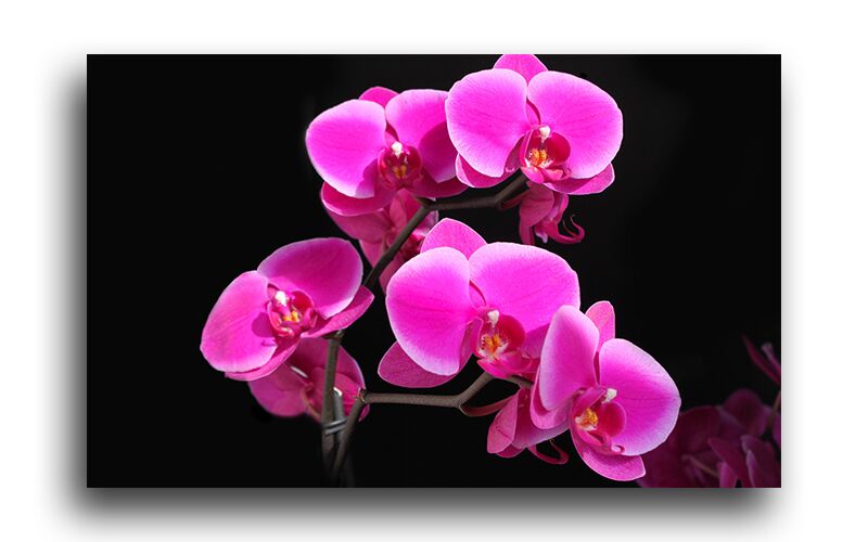 Постер 96 "Орхидеи" фото 1