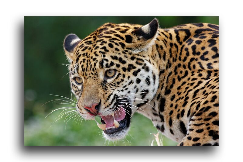 Постер 2060 "Леопардовый ягуар" фото 1