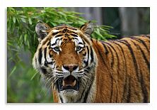 Постер 2783 "Грозный тигр"