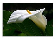 Постер 2672 "Белый цветок"