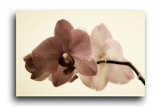 Постер 285 "Орхидея сепия"