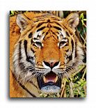 Постер 1387 "Тигр в зной"