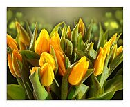 Постер 3684 "Желтые тюльпаны"