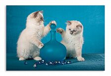 Постер 187 "Игривые кошки"