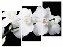 Модульная картина 23 "Белая орхидея"