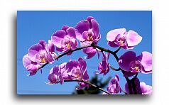 Постер 90 "Сиреневые орхидеи"