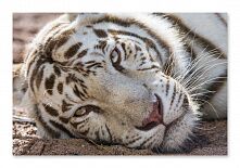 Постер 256 "Белый тигр"