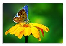 Постер 2599 "Бабочка на цветке"