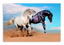 Постер 1142 "Черный и белый кони"