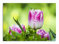 Постер 1171 "Бело-фиолетовые тюльпаны"