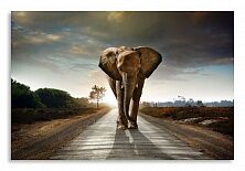 Постер 2506 "Слон на дороге"