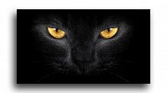 Постер 1489 "Черный кот"