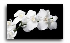 Постер 23 "Белая орхидея"