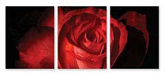 Модульная картина 136 "Бутон розы"