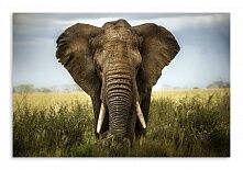 Постер 3449 "Мудрый слон"