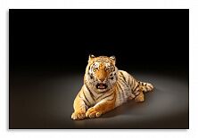 Постер 2660 "Тигр"