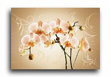 Постер 4666 "Нежно-оранжевые орхидеи"