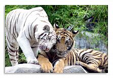Постер 2884 "Тигры"