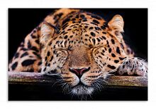 Постер 3400 "Спящий леопард"