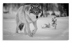 Постер 2756 "Серый волк"