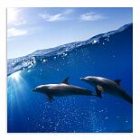 Постер 3542 "Дельфины"