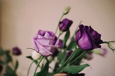 Постер 1200 "Фиолетовые розы"