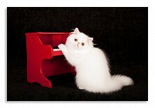 Постер 3656 "Белый котик"