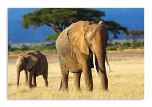 Постер 3450 "Слон и слоненок"