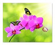 Постер 1739 "Орхидеи и бабочки"
