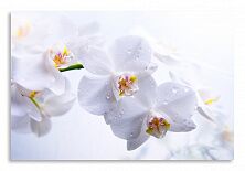 Постер 2910 "Белые орхидеи"