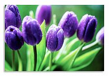 Постер 2923 "Фиолетовые тюльпаны"