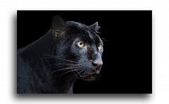 Постер 1376 "Черная пантера"