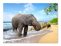 Постер 340 "Слон в океане"