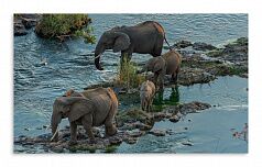 Постер 3637 "Слоны на водопое"