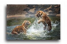 Постер 216 "Тигры"