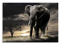 Постер 3025 "Серый слон"
