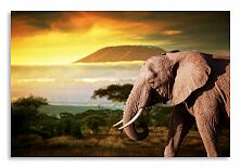 Постер 2505 "Слон"