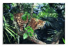 Постер 2498 "Леопардовый ягуар"