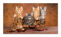 Постер 246 "Котята на велосипеде"