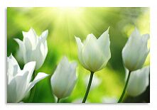 Постер 2704 "Белые тюльпаны"