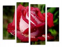 Модульная картина 3564 "Роскошная роза"